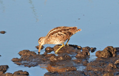 Gallinago