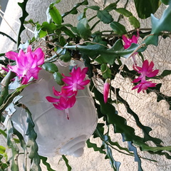 Schlumbergera buckleyi