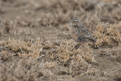 Chersomanes albofasciata beesleyi