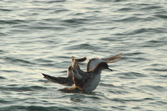Puffinus subalaris