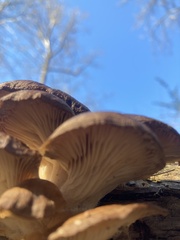 Pleurotus ostreatus