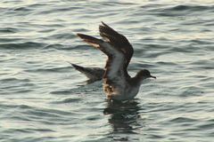 Puffinus subalaris