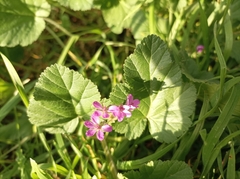 Erodium