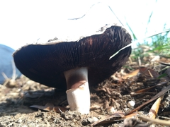 Agaricus campestris