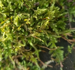 Hypnum cupressiforme