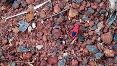 Probergrothius sanguinolens