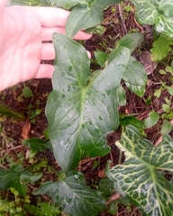 Arum italicum