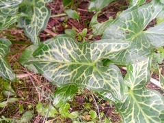 Arum italicum