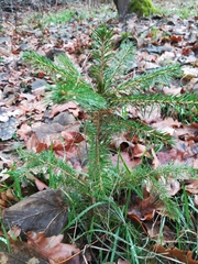 Picea abies