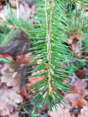 Picea abies