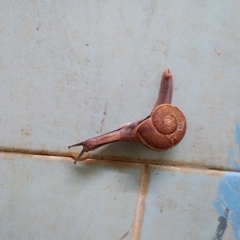 Ariophanta exilis