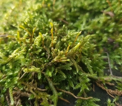 Hypnum cupressiforme