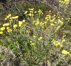 Helichrysum difficile