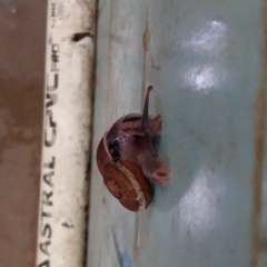 Ariophanta exilis
