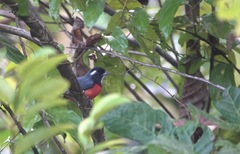 Granatellus pelzelni