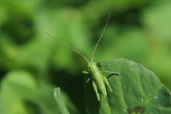 Tettigonia viridissima