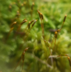 Hypnum cupressiforme