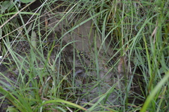 Cordulegaster bidentata