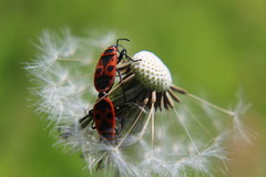 Pyrrhocoris apterus