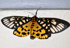 Aglaomorpha plagiata