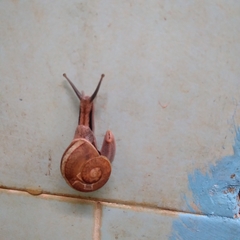 Ariophanta exilis