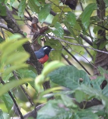 Granatellus pelzelni