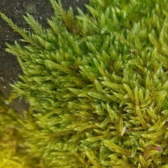 Hypnum cupressiforme