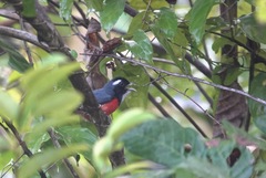 Granatellus pelzelni