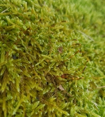 Hypnum cupressiforme