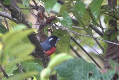Granatellus pelzelni