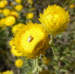 Helichrysum difficile