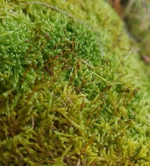 Hypnum cupressiforme