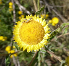 Helichrysum difficile