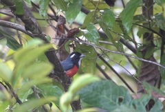 Granatellus pelzelni