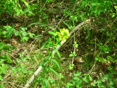 Euphorbia pekinensis