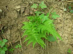 Anisocampium niponicum
