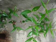 Periploca sepium