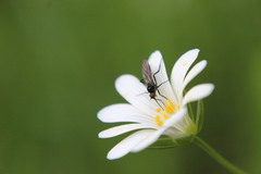Empis