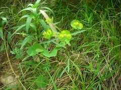 Euphorbia esula