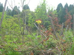 Tephroseris kirilowii