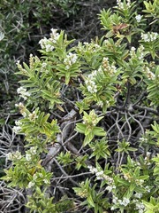 Veronica subalpina