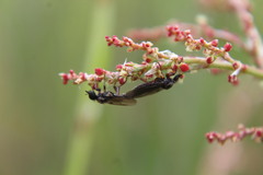Bibio femoralis