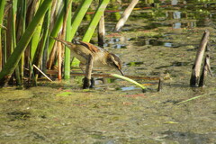 Phleocryptes melanops