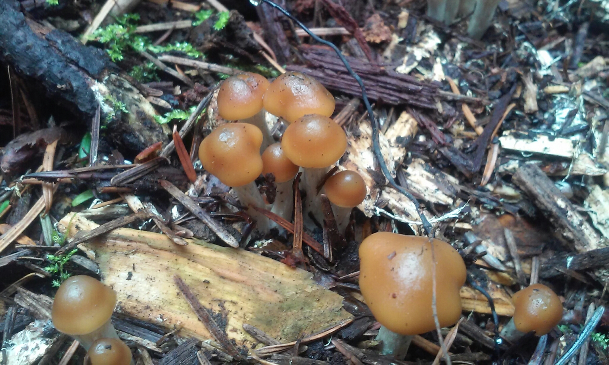 Psilocybe cyanescens image