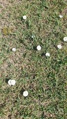 Convolvulaceae