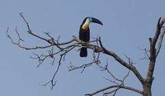 Ramphastos vitellinus