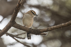 Tchagra australis
