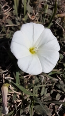 Convolvulaceae