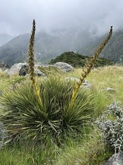 Aciphylla scott-thomsonii