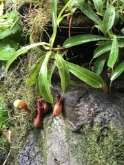 Nepenthaceae